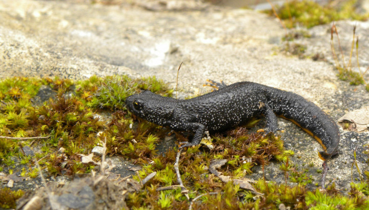 Sortie découverte et inventaire des amphibiens